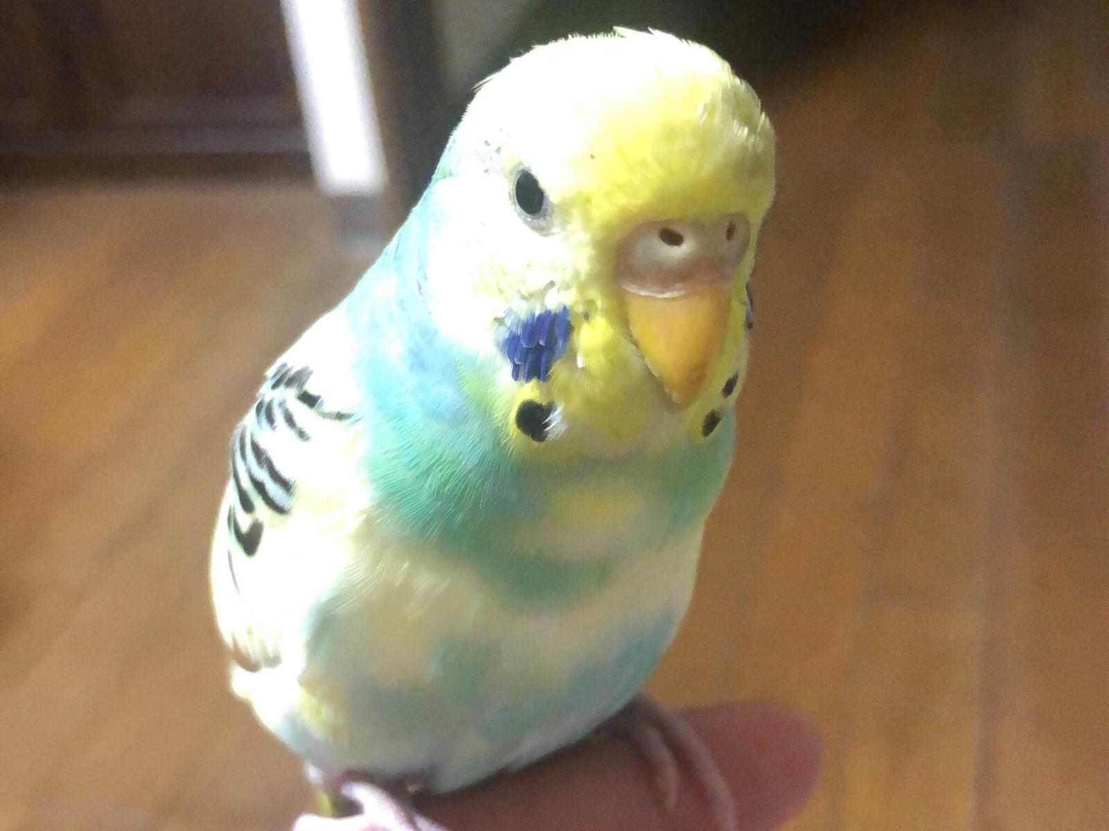 保護された鳥 保護された鳥