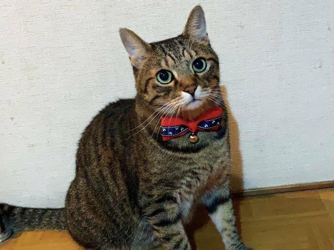 トムちゃん トムちゃん