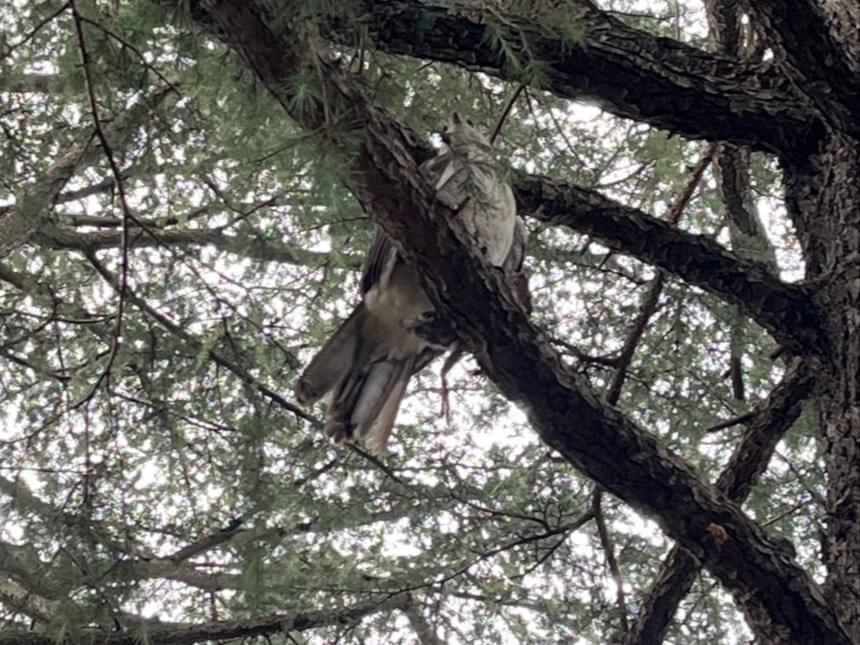 目撃された鳥 目撃された鳥