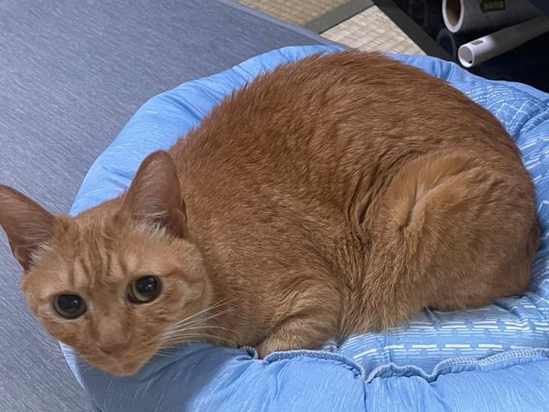 ししまる