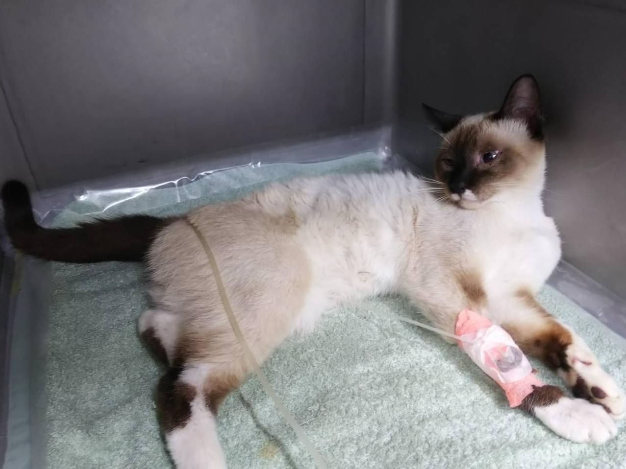 保護された猫 保護された猫