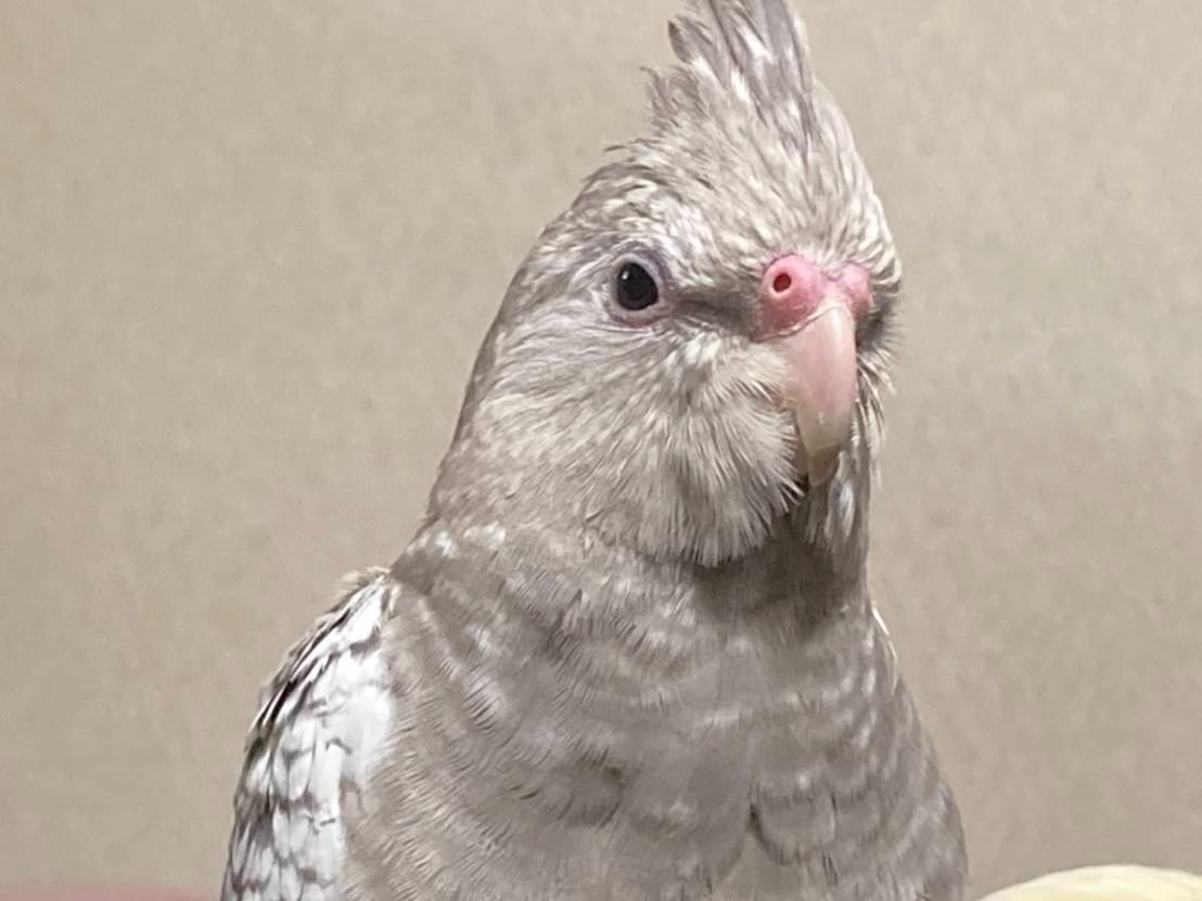 ベティちゃん ベティちゃん