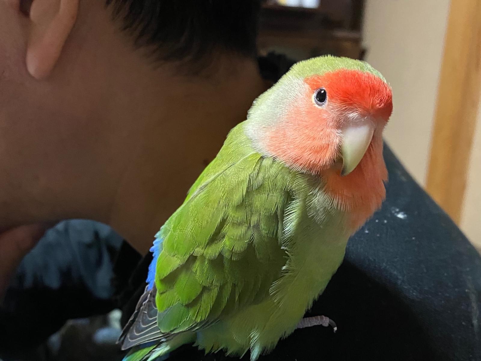 ぷくちゃん ぷくちゃん