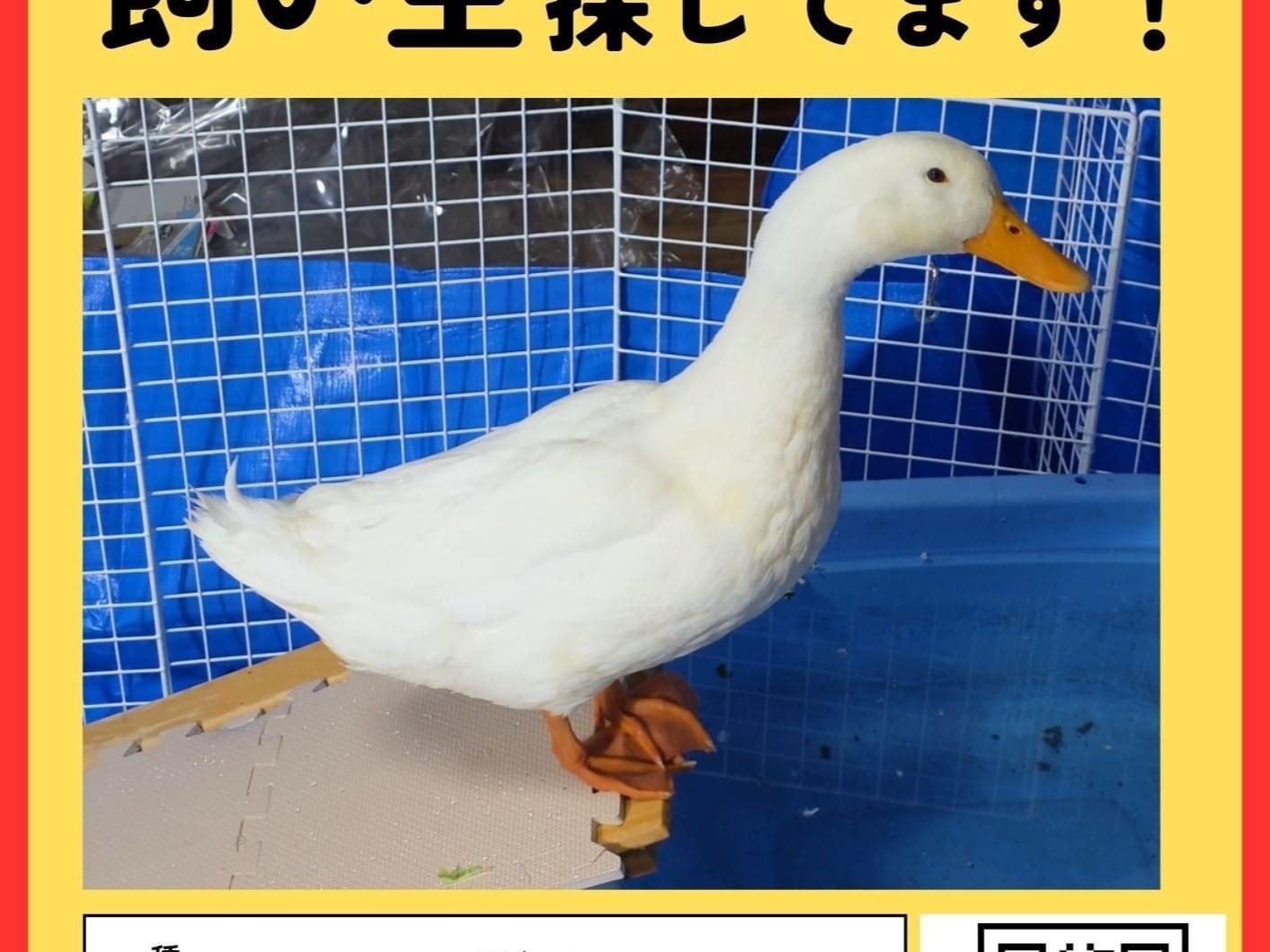 保護された鳥 保護された鳥