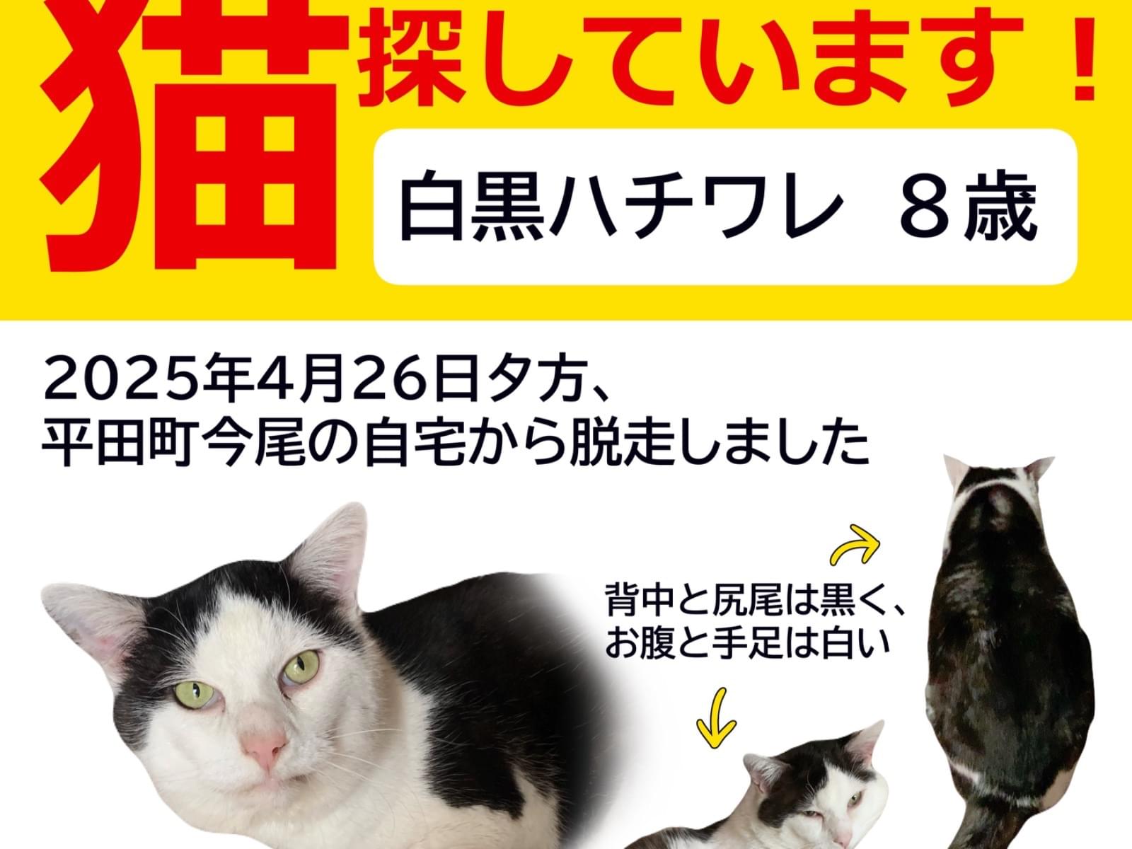 ごましおちゃん ごましおちゃん