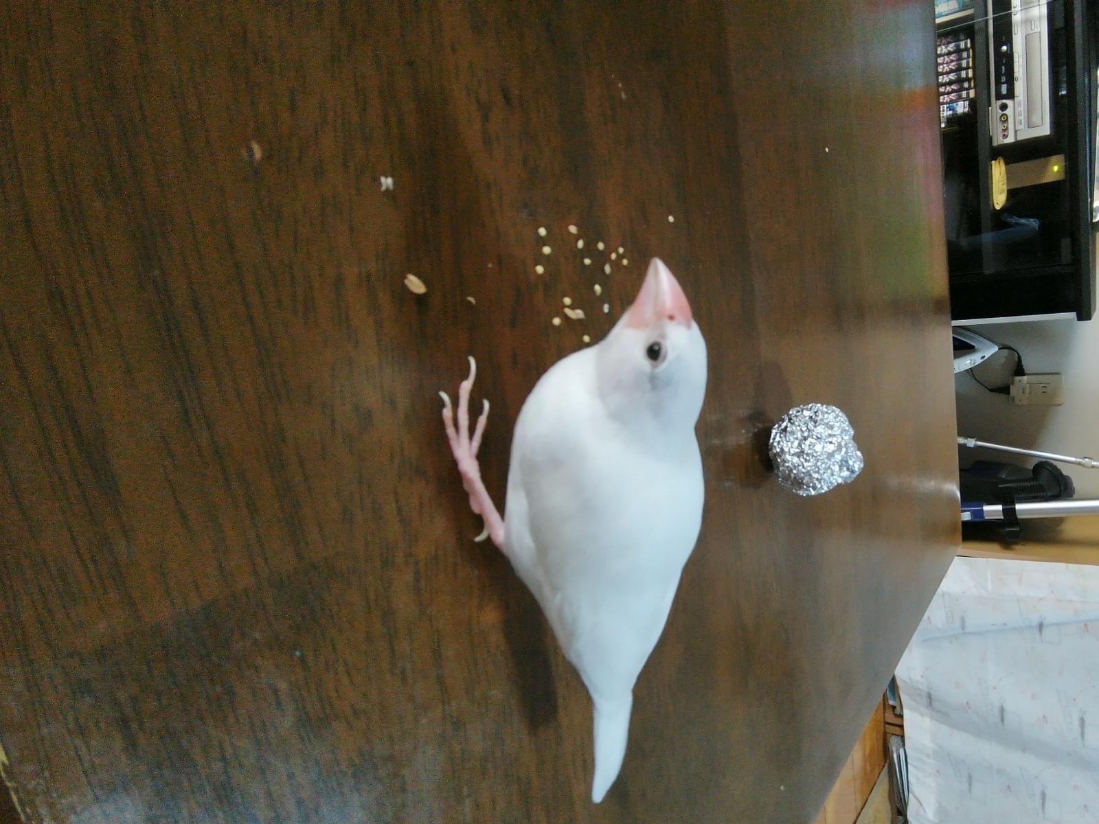 ぴーちゃん ぴーちゃん