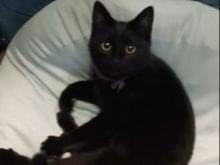 保護された猫 保護された猫