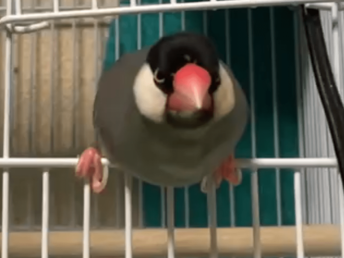 コニちゃん コニちゃん