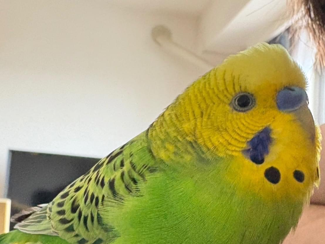 ピーちゃん ピーちゃん