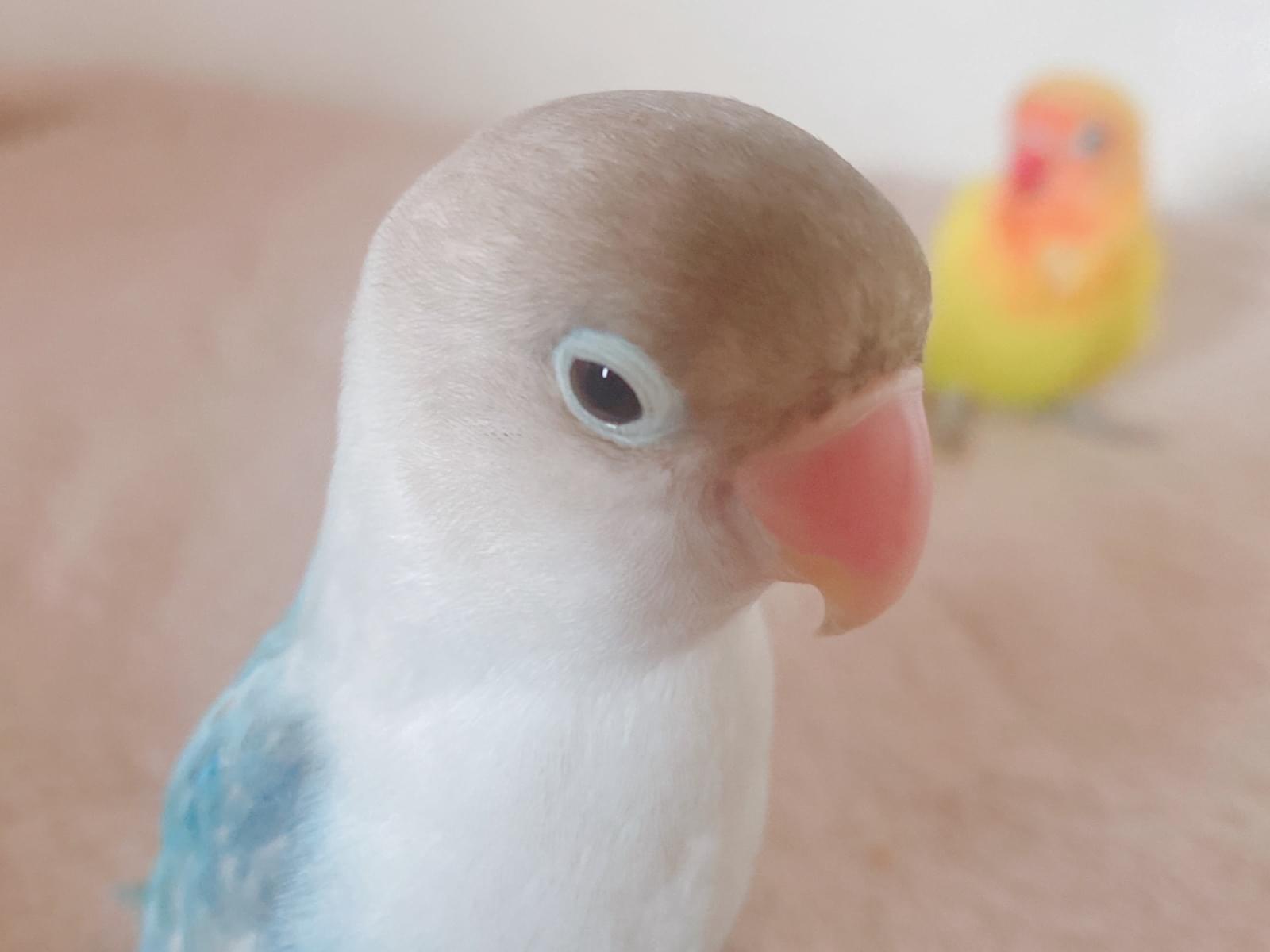 ユメルちゃん ユメルちゃん