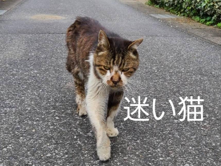 目撃された猫 目撃された猫