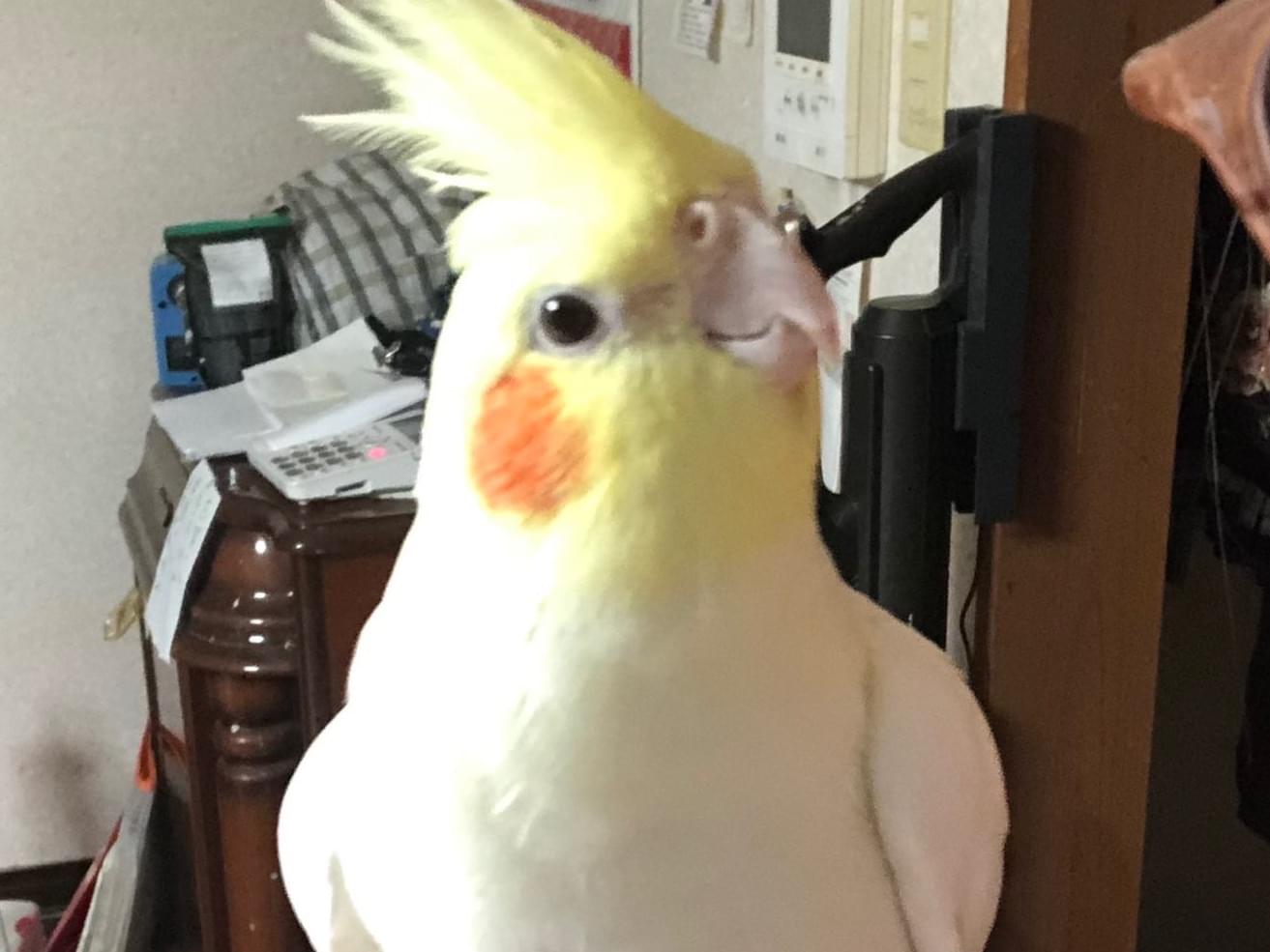 ぽぽちゃん ぽぽちゃん