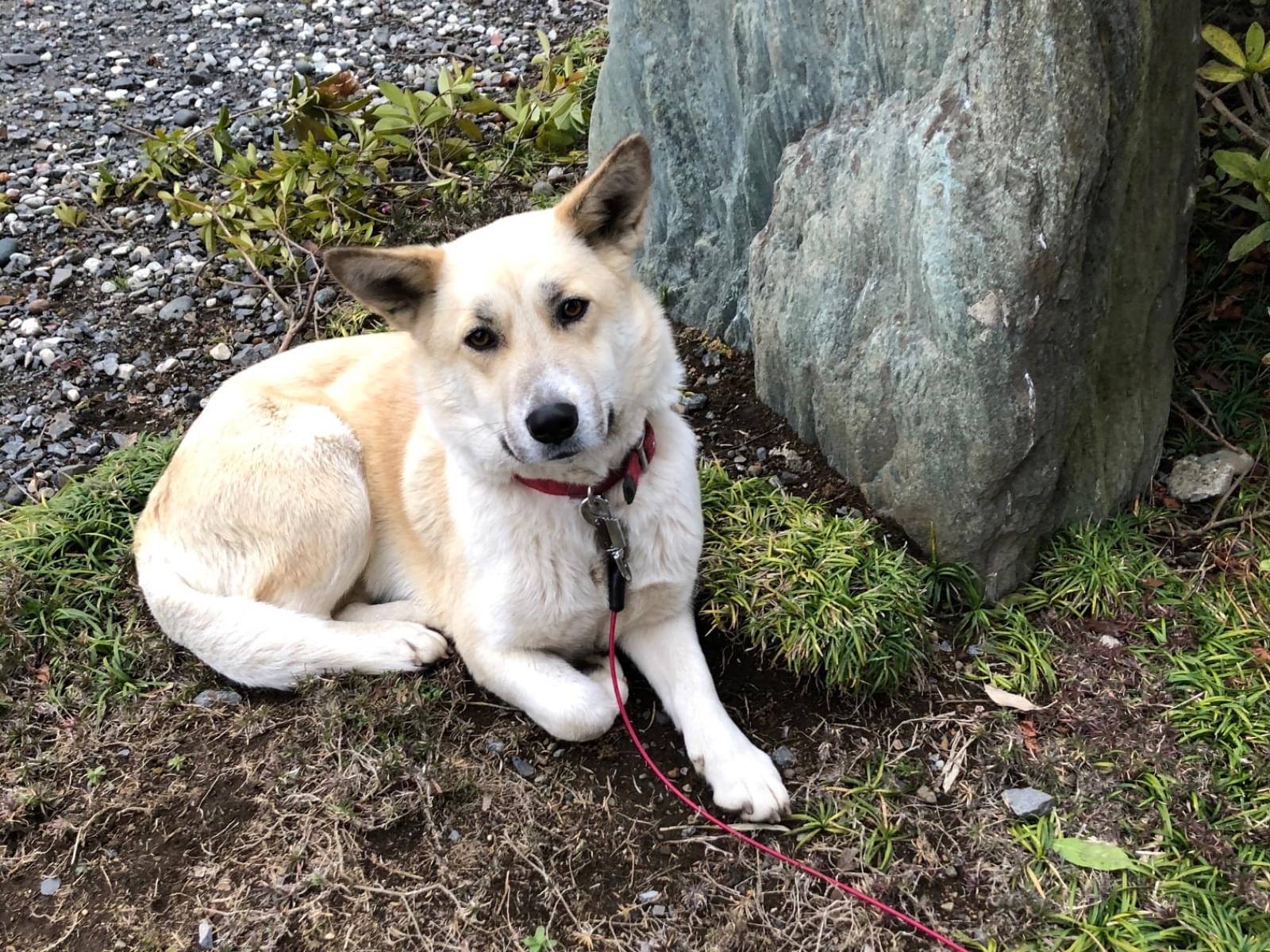保護された犬 保護された犬