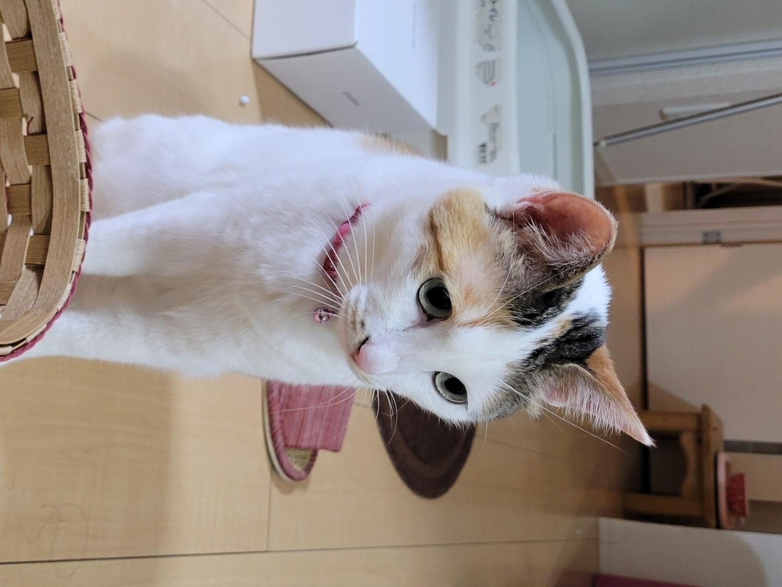 ももちゃん ももちゃん