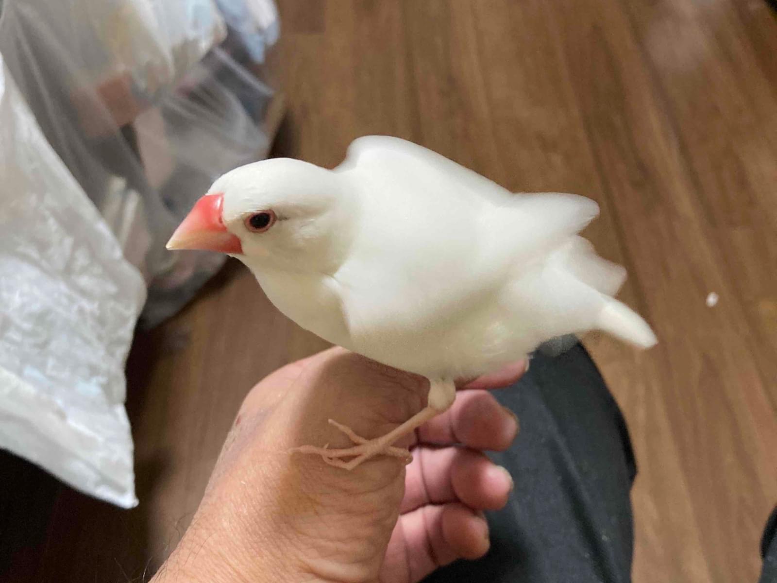 ピピちゃん ピピちゃん