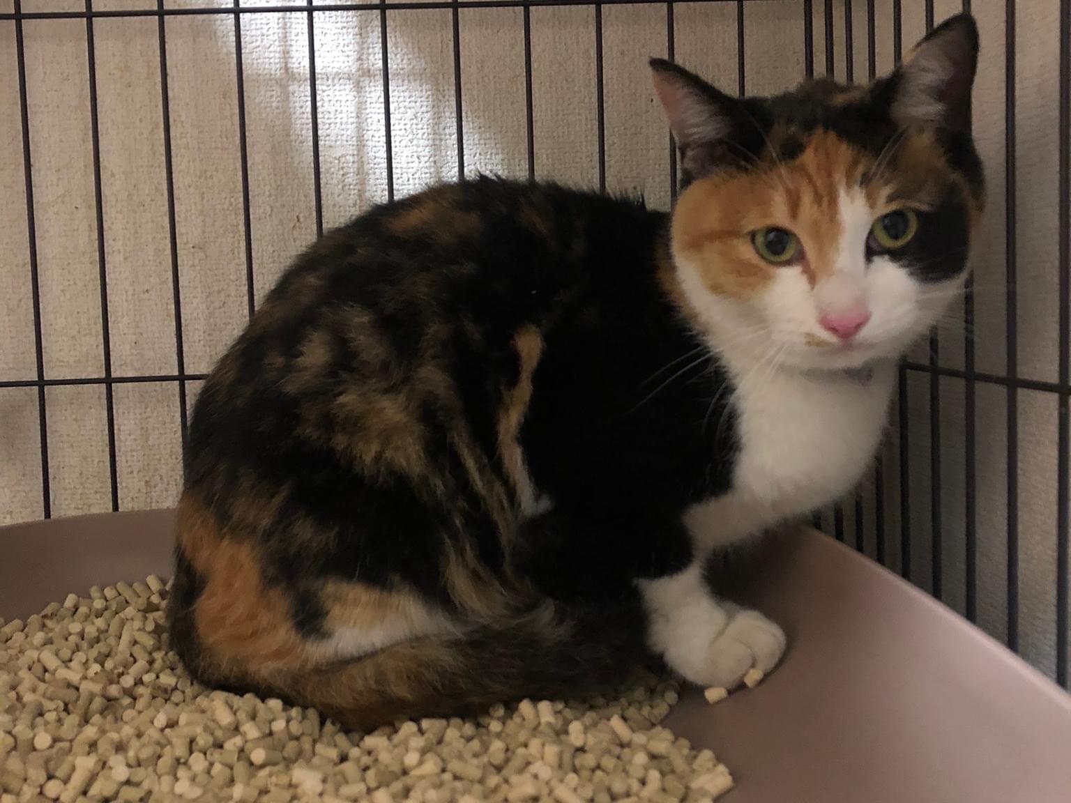 保護された猫 保護された猫