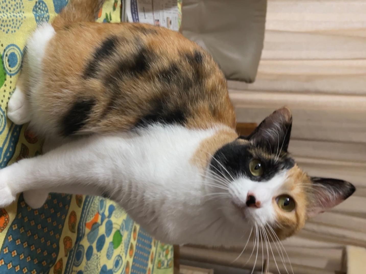 がじゅまるちゃん がじゅまるちゃん