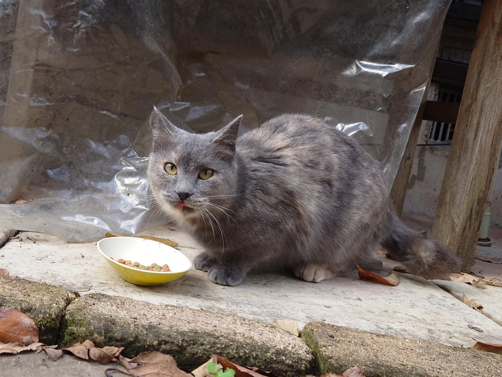 目撃された猫 目撃された猫
