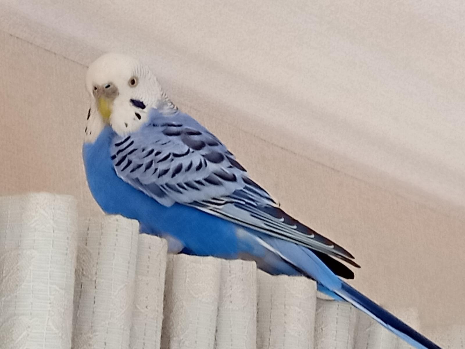保護された鳥 保護された鳥