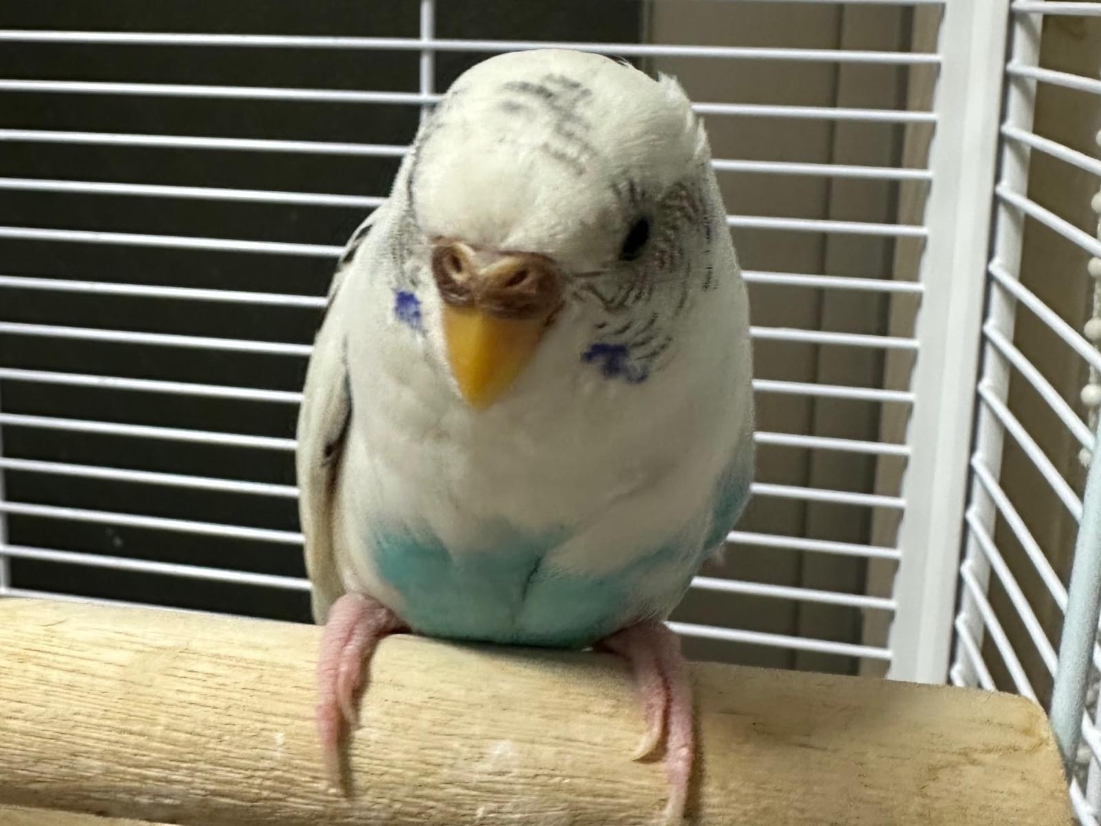 ちびしろちゃん