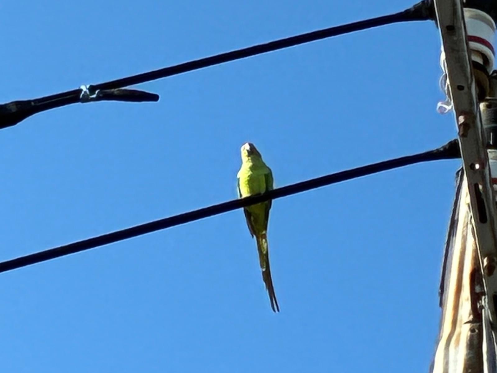 目撃された鳥 目撃された鳥