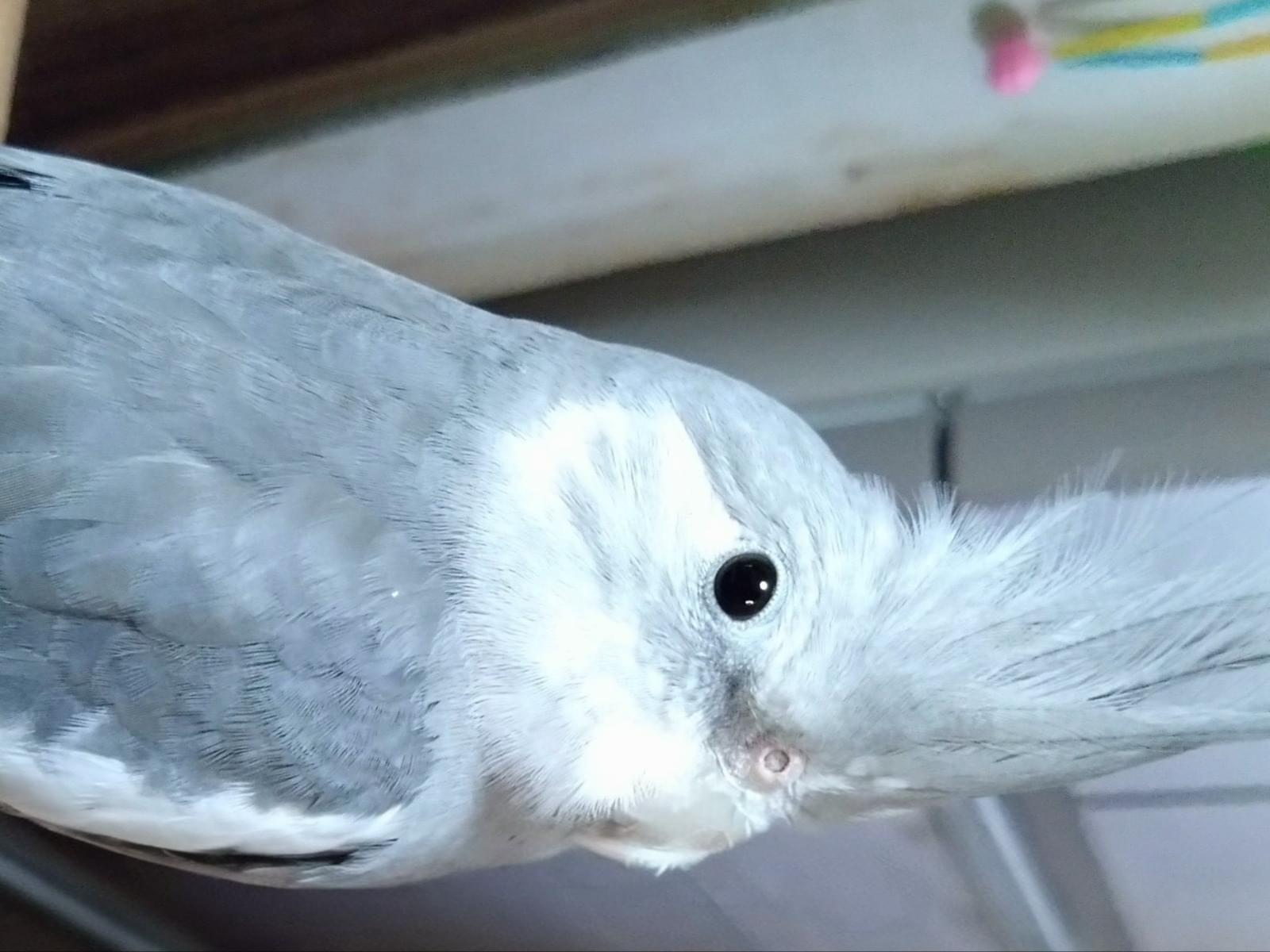 こはちゃん こはちゃん