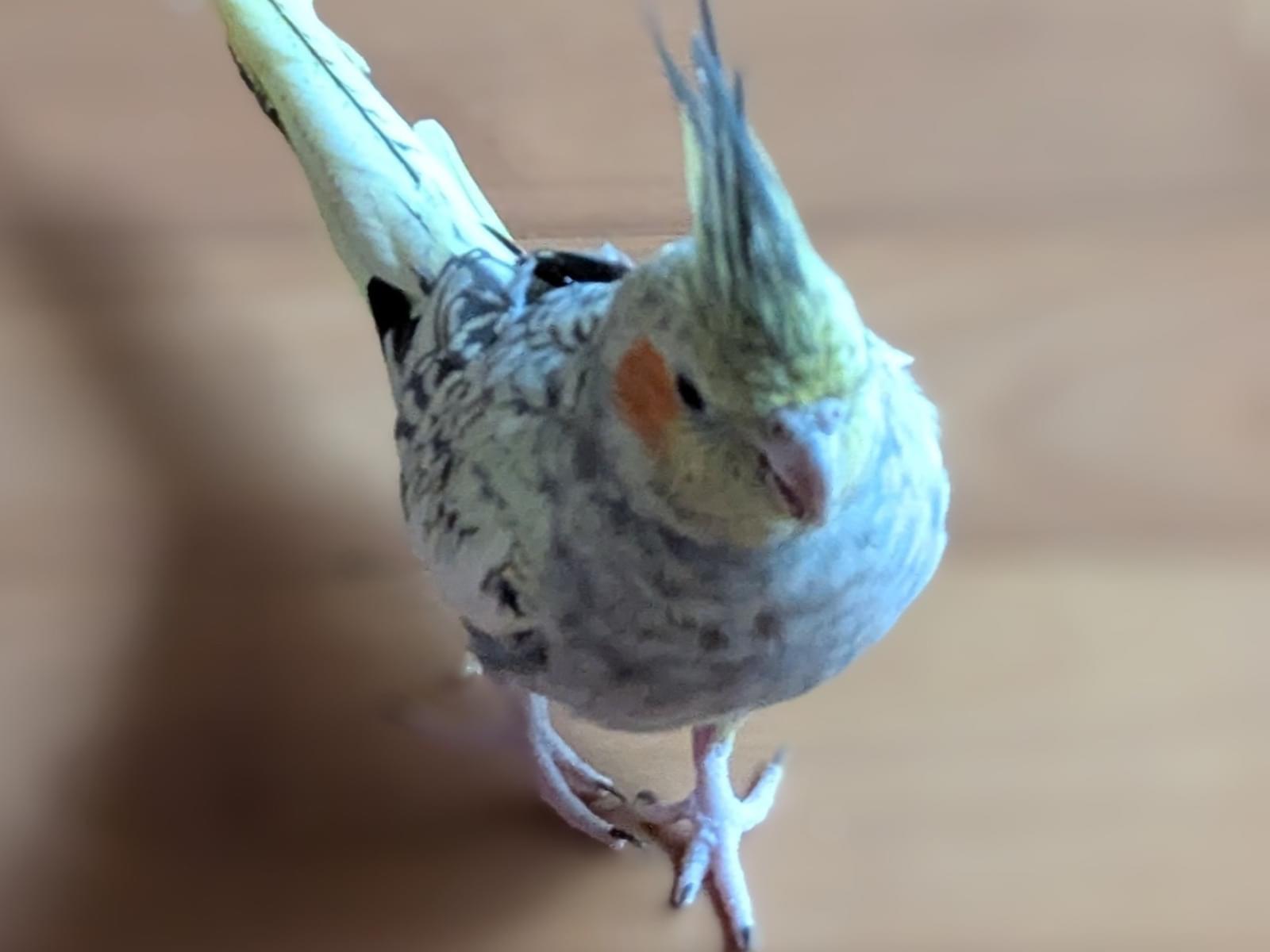 めろんちゃん めろんちゃん