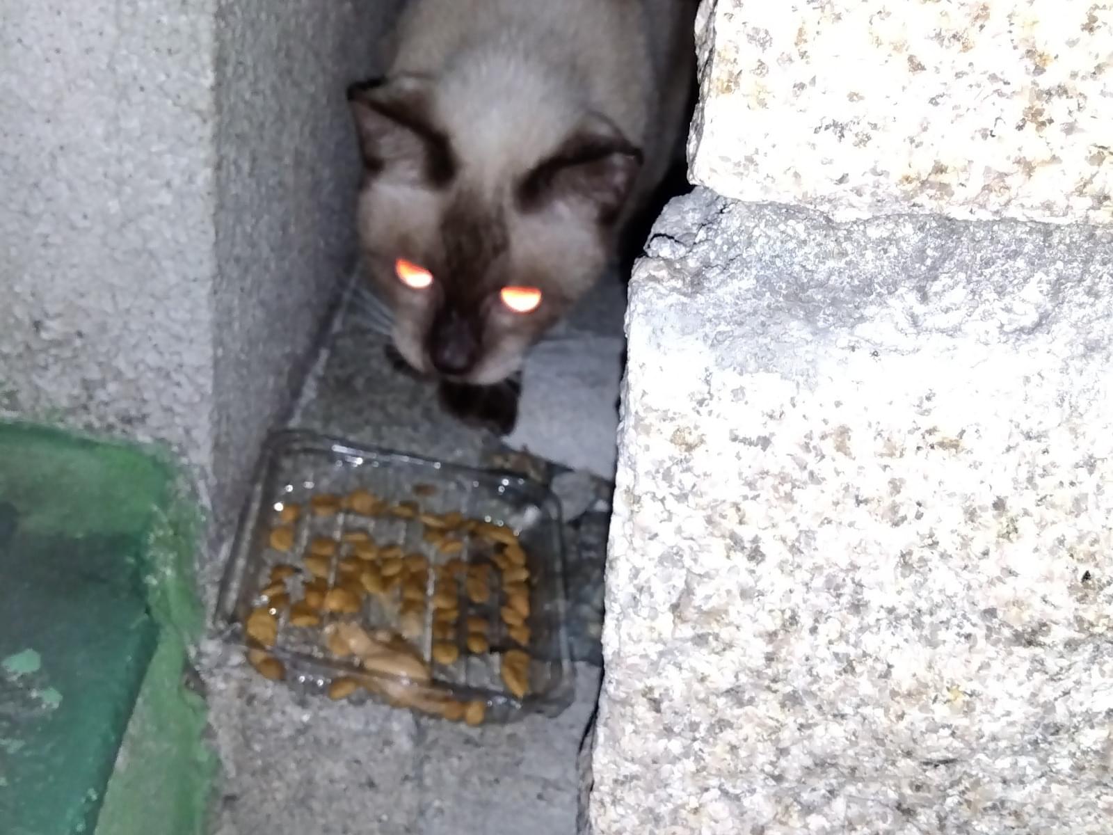 目撃された猫 目撃された猫