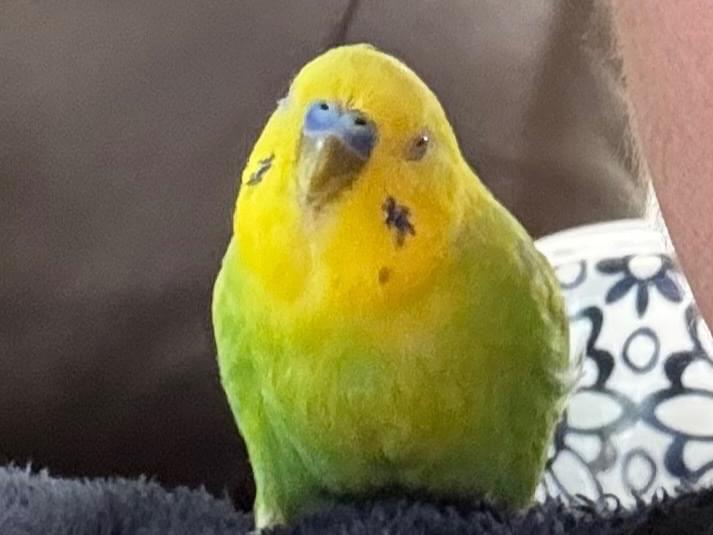 きぃちゃん
