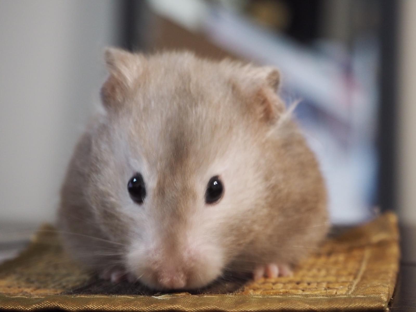 ねずこちゃん ねずこちゃん