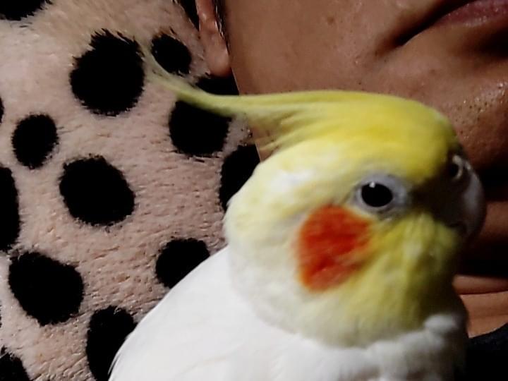 ピータンちゃん ピータンちゃん