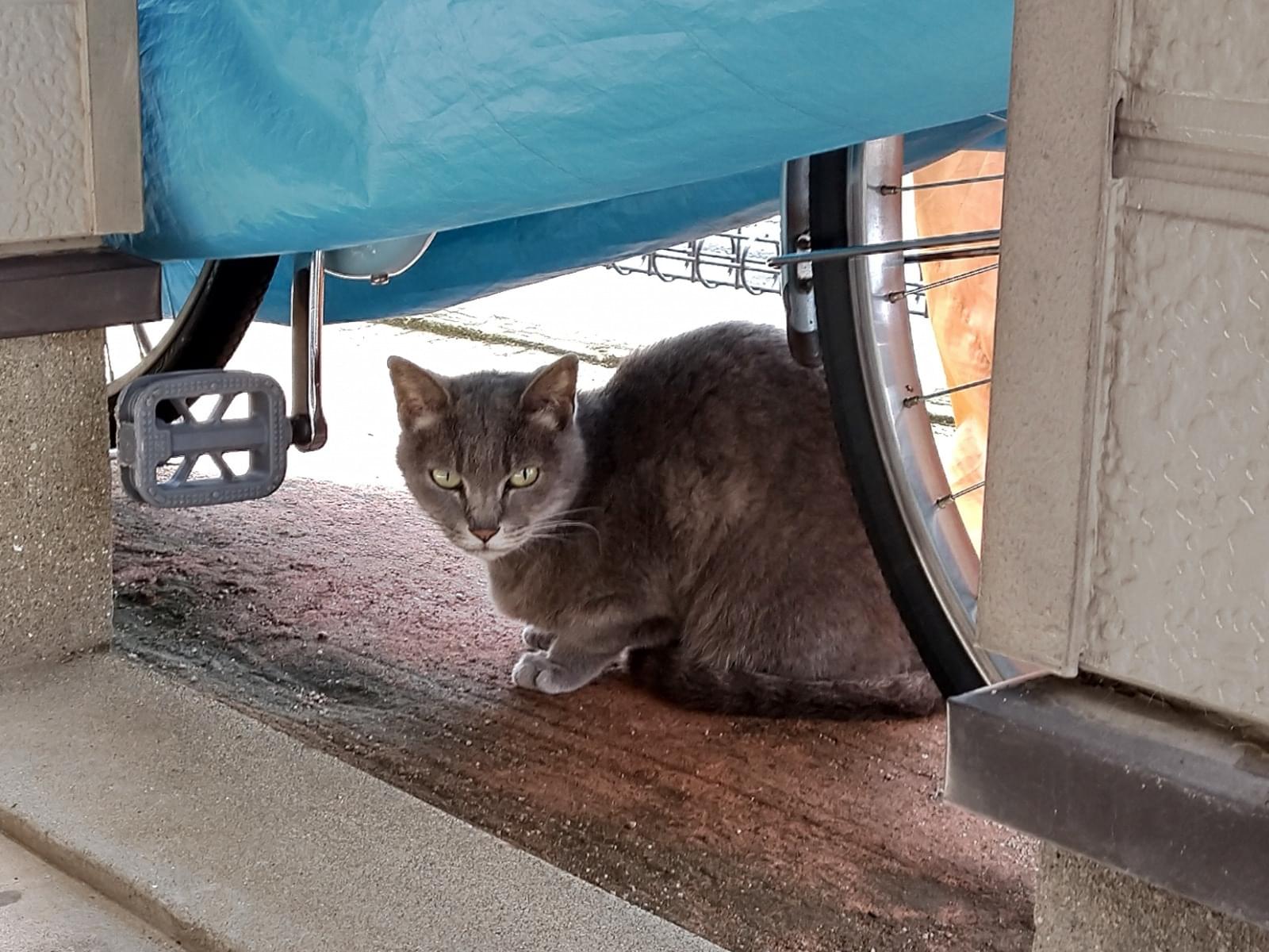 目撃された猫 目撃された猫