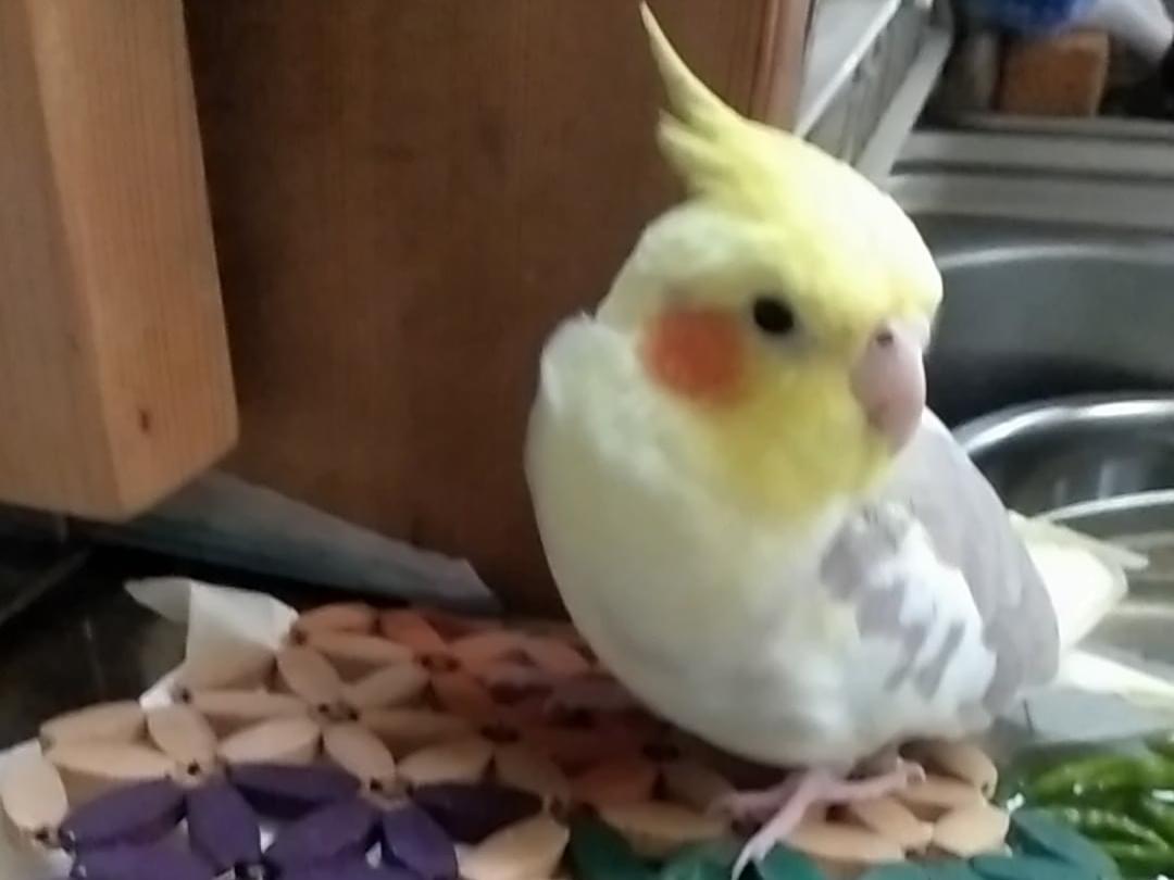 リンちゃん リンちゃん