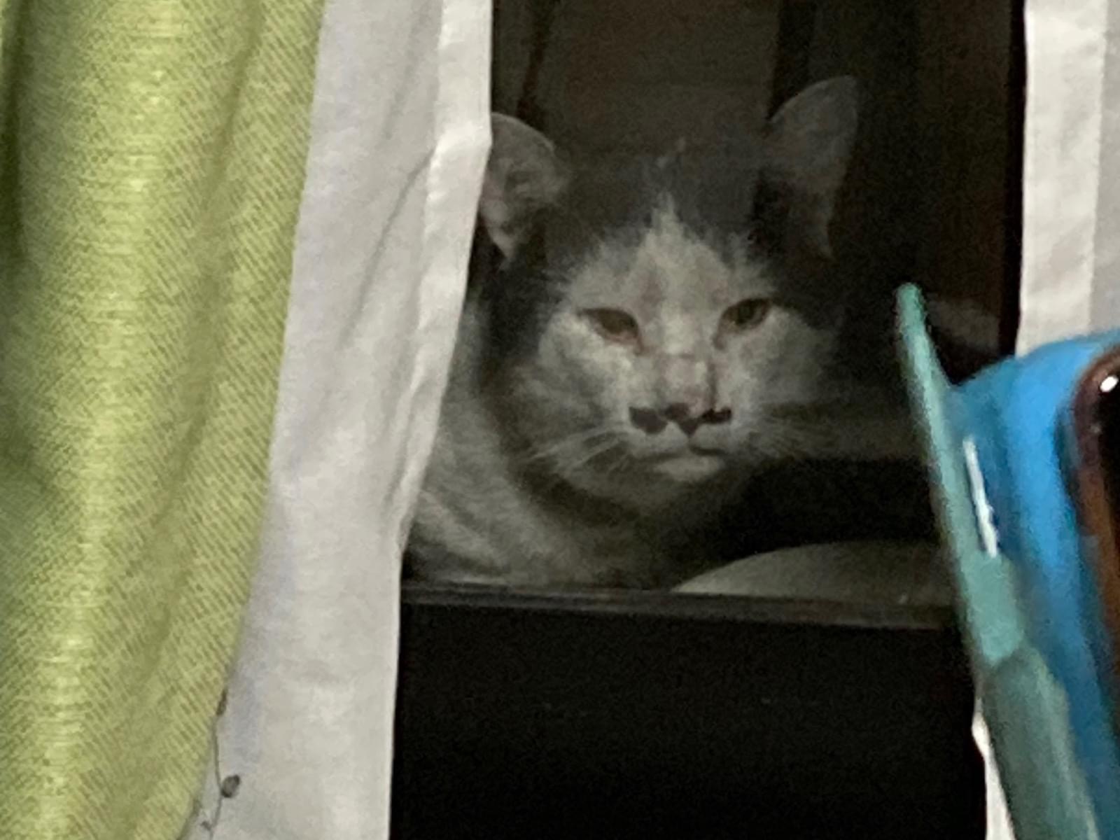 目撃された猫 目撃された猫