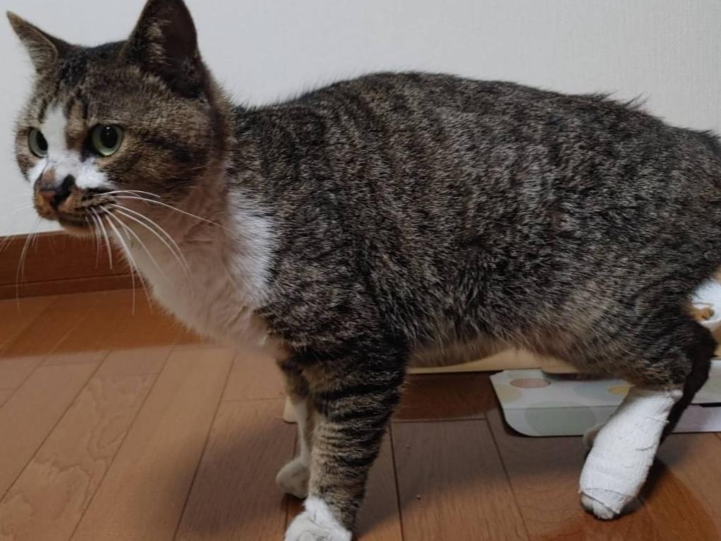 どらやきちゃん どらやきちゃん