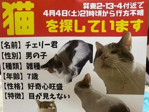 目が見えない猫ちゃんを探しています