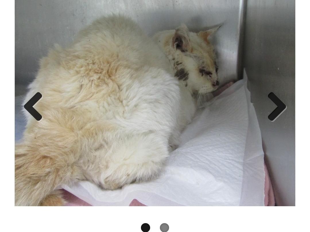 保護された猫