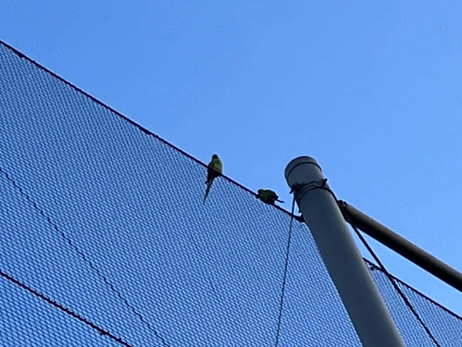 目撃された鳥 目撃された鳥