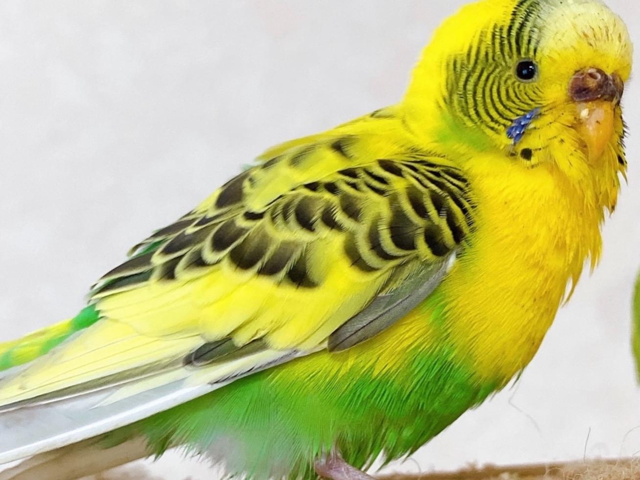保護された鳥 保護された鳥