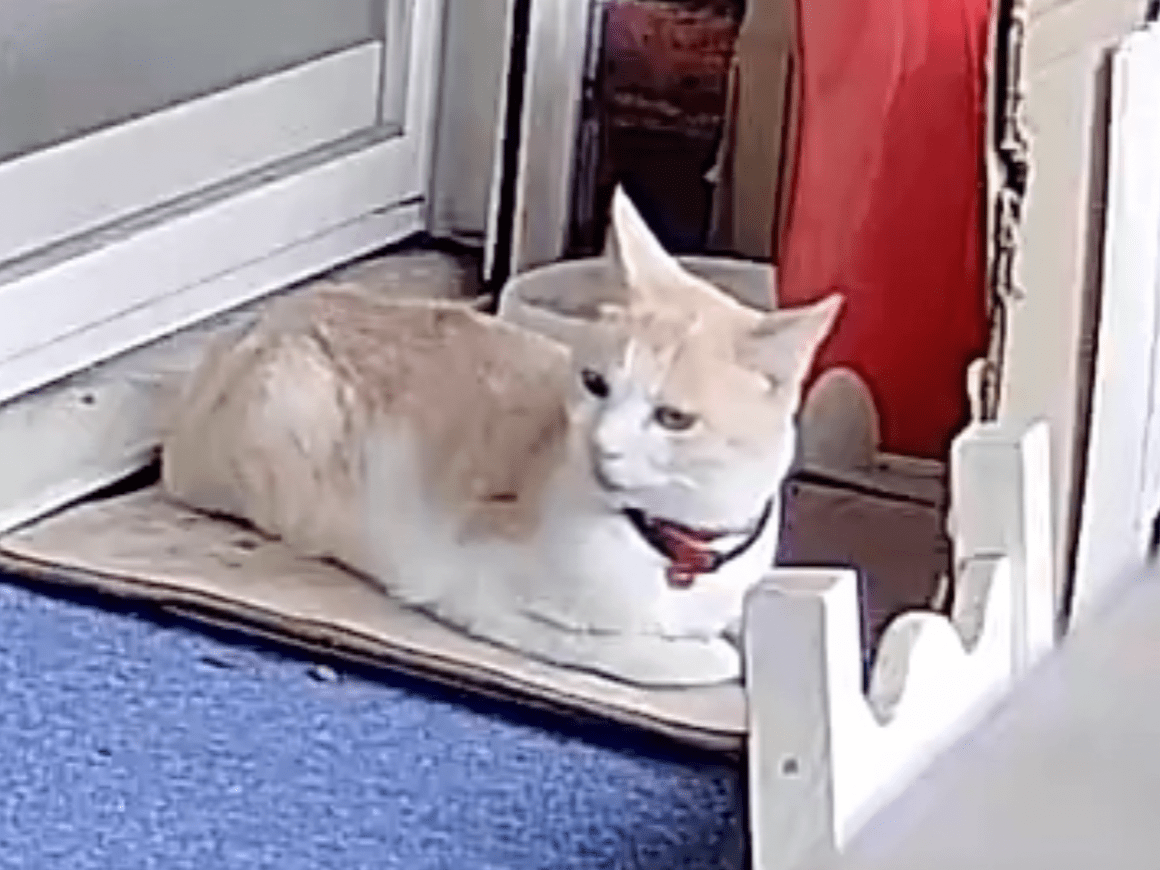 保護された猫