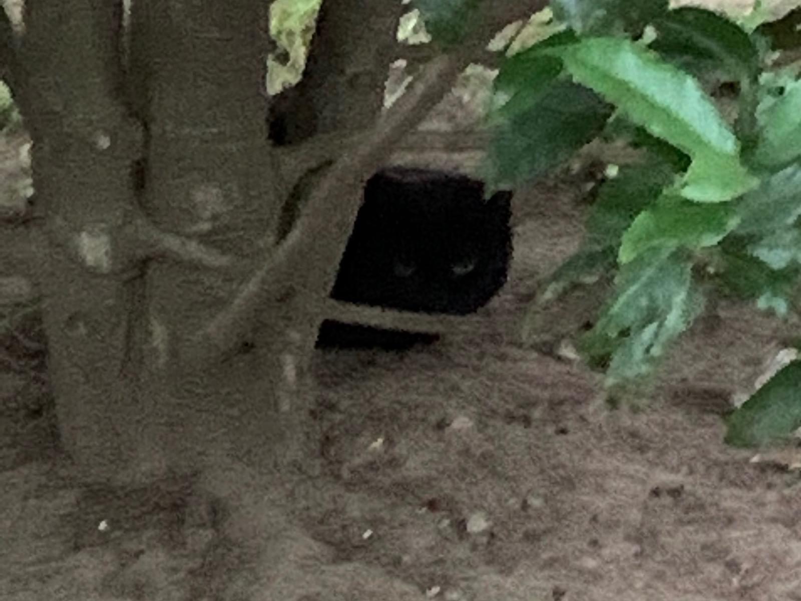 目撃された猫 目撃された猫