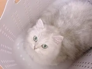 白いふわふわの毛に桜色のお耳のねこちゃん探しています