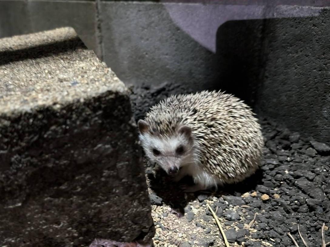 目撃されたペット 目撃されたペット