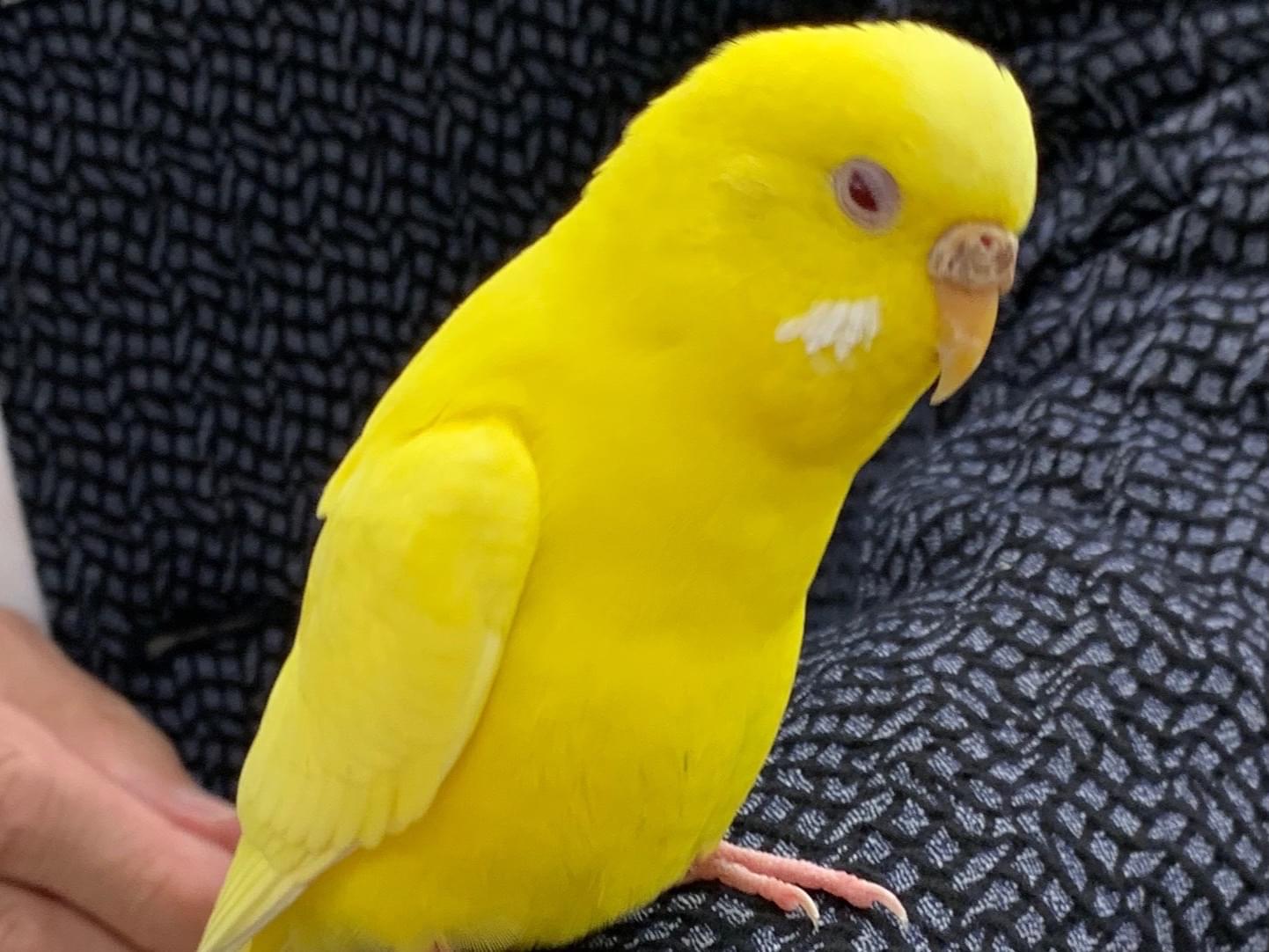 保護された鳥 保護された鳥