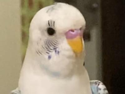 ぴいちゃん ぴいちゃん