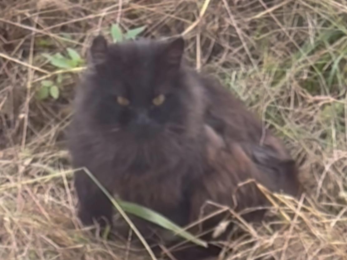 目撃された猫 目撃された猫