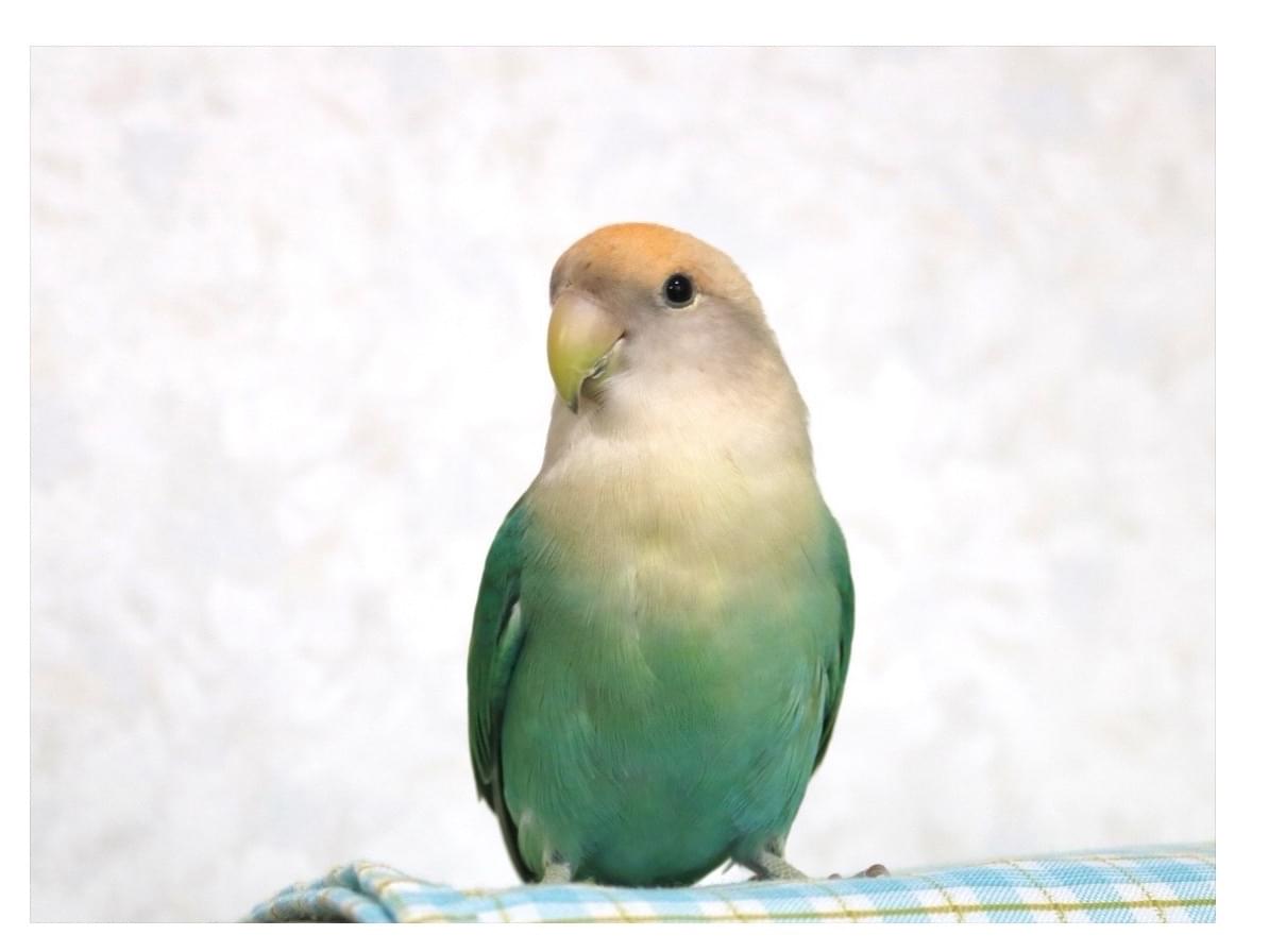 ひろちゃん ひろちゃん