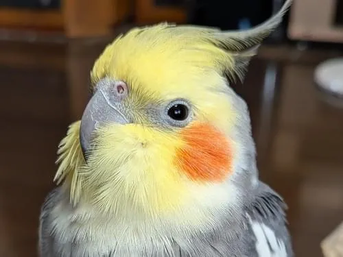 オカメインコ太郎様用 オカメインコ太郎様用