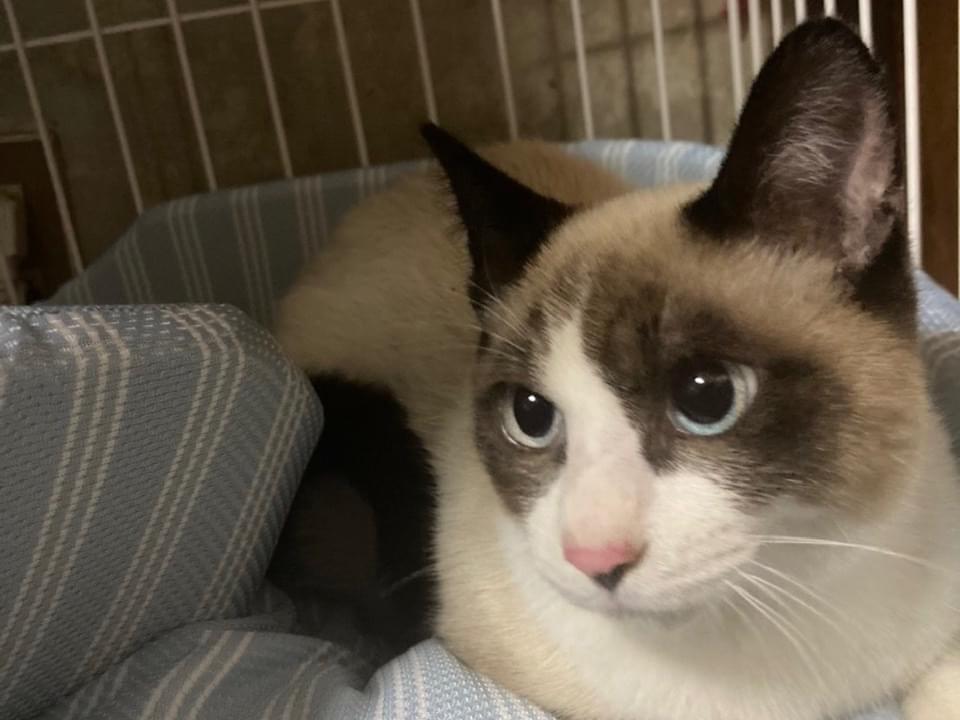 保護された猫 保護された猫