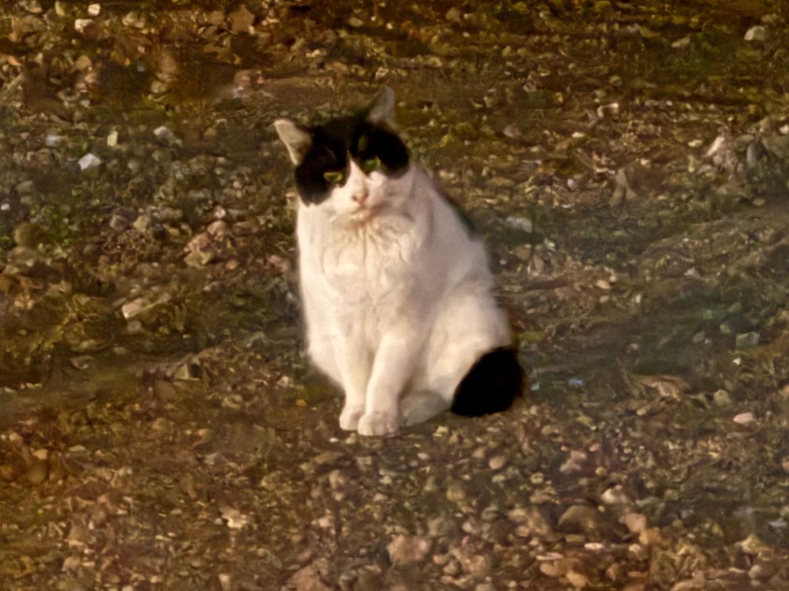 目撃された猫 目撃された猫